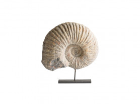 35 cm seashell fossil