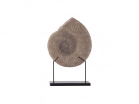 42 cm seashell fossil