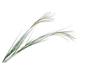 Artificial flower with beige strips
